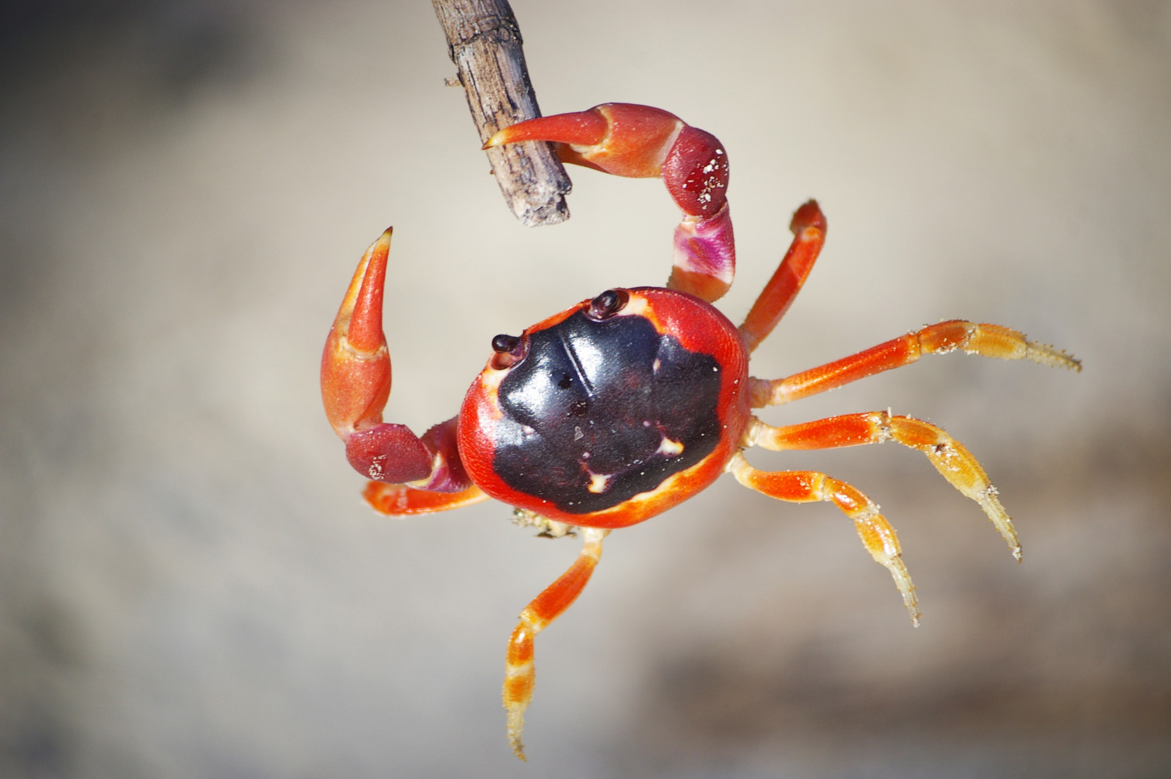 frhuynh-dangling-crab