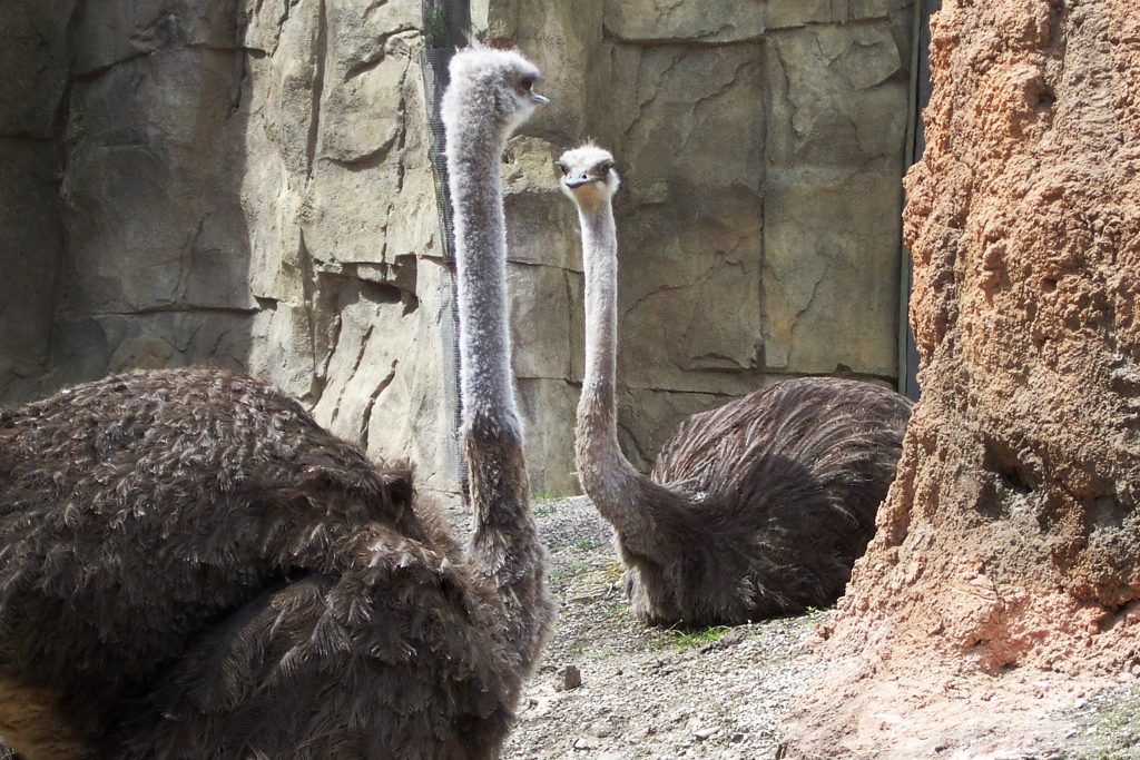 Two-Ostriches