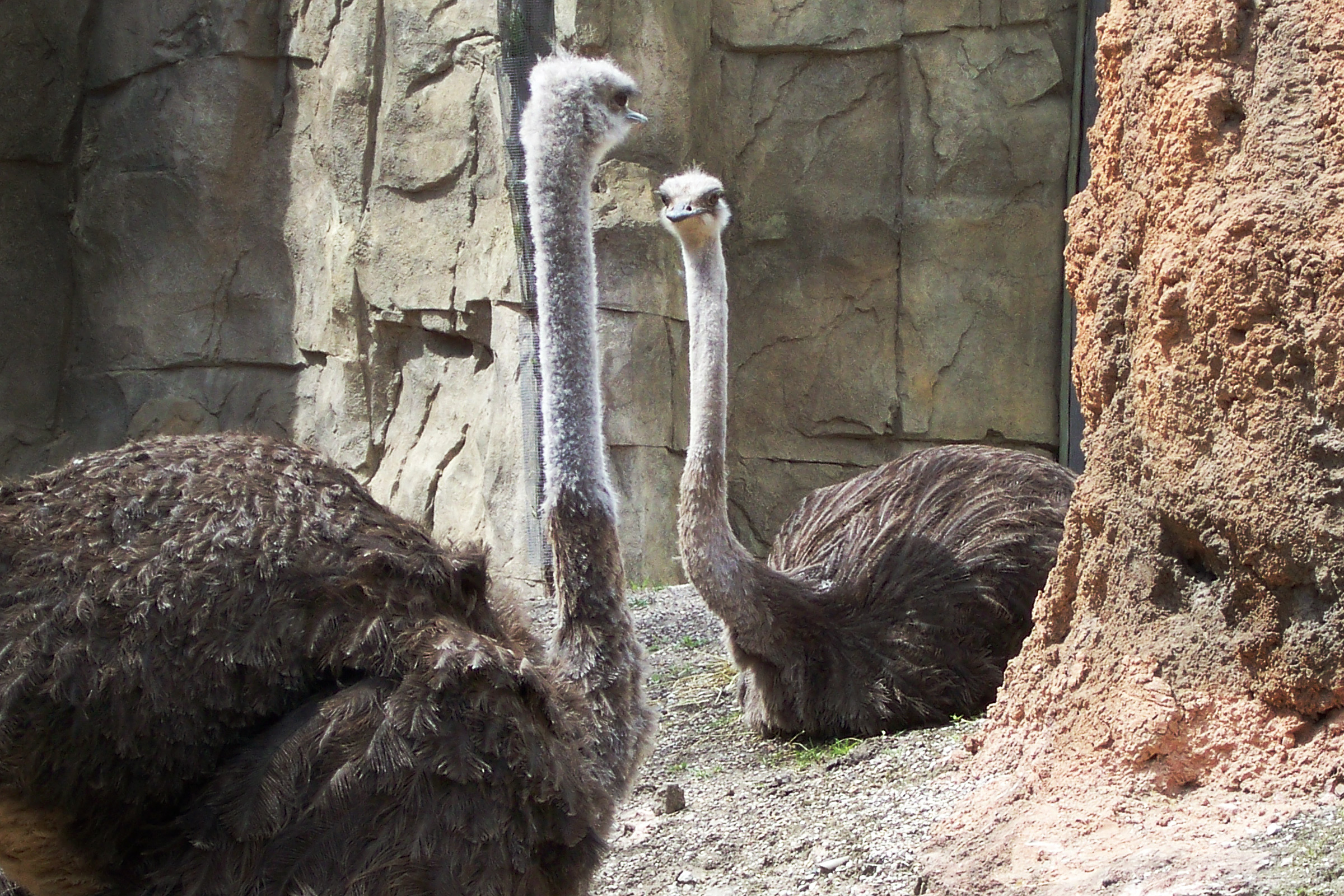 two-ostriches