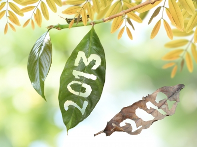 2013-On-A-Leaf