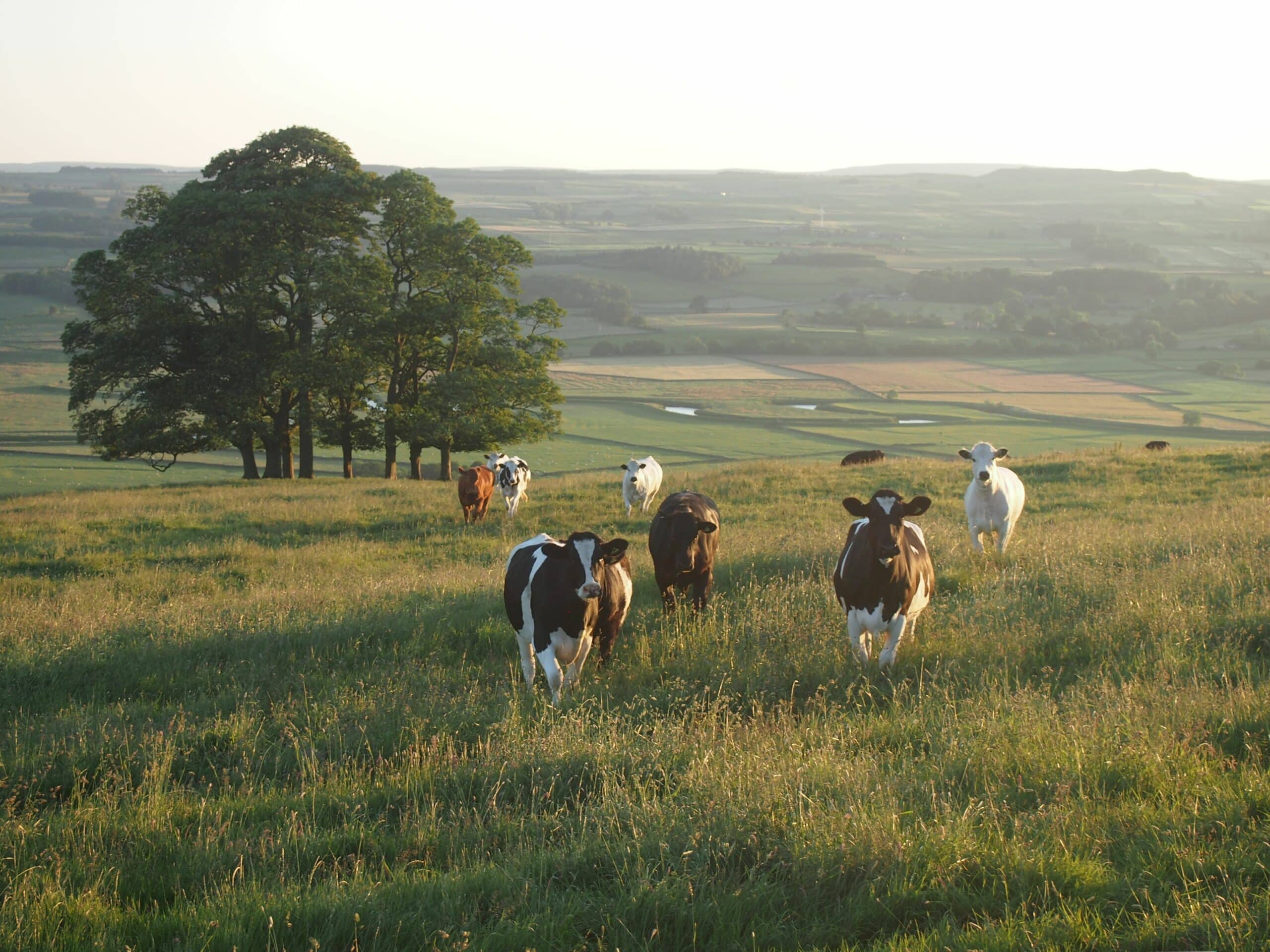 Black-And-White-Cattle