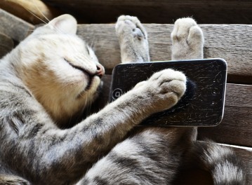 Cat-Sleeping-With-Phone