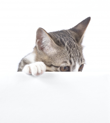 cat-peeking-over-table