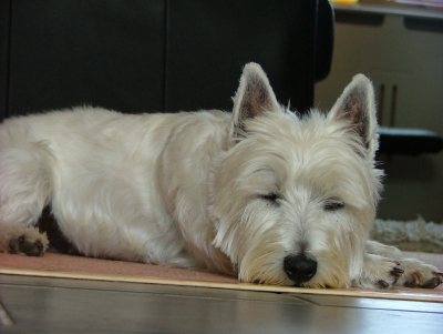 Dog-Sleeping-On-Floor