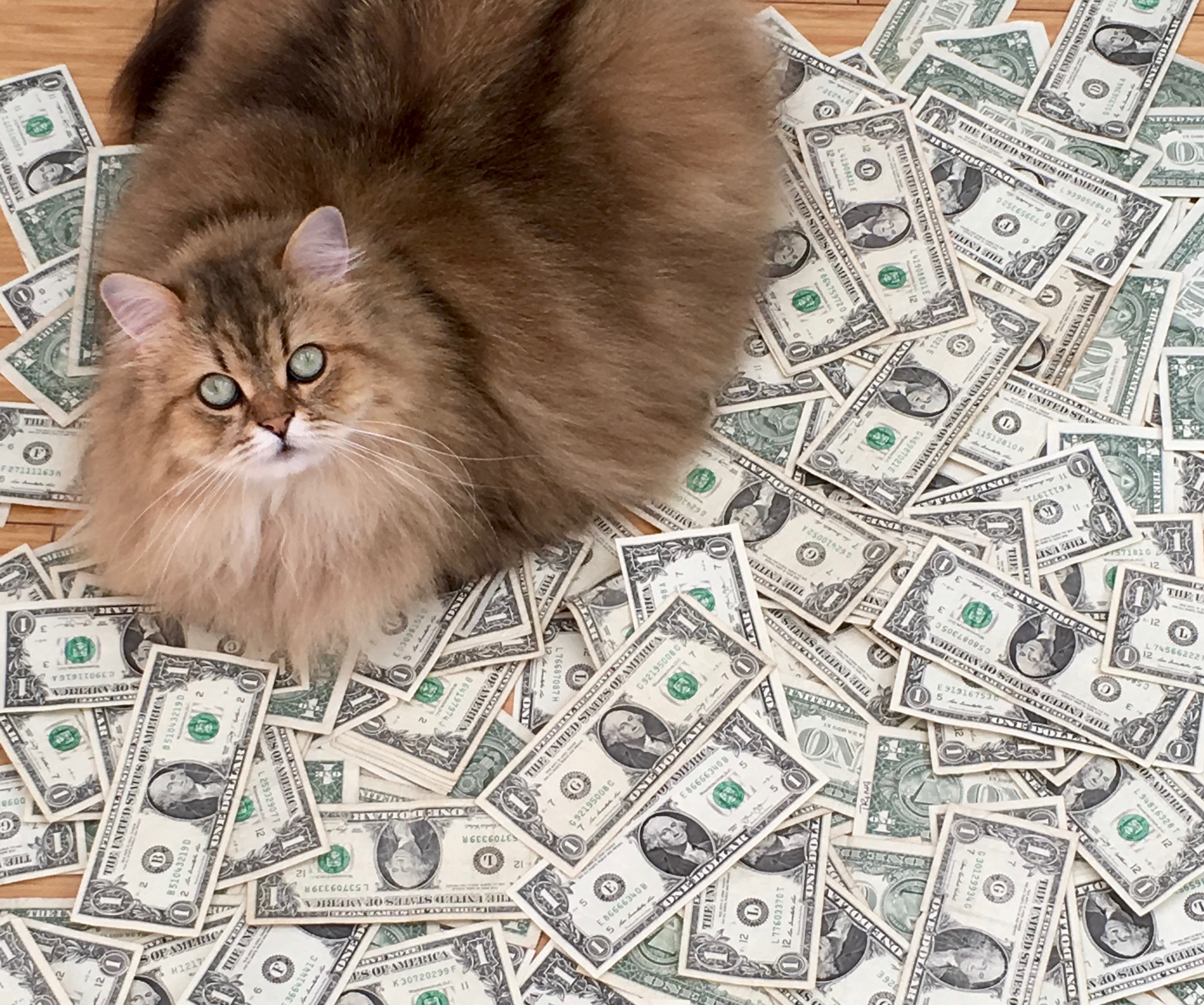 Cat-On-Top-Of-Money