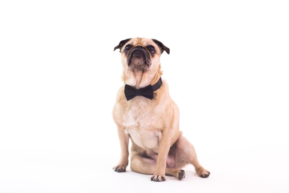 Pug-Wearing-Bow-Tie-Sitting-Up